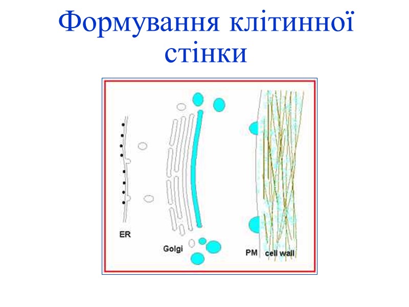 Формування клітинної стінки